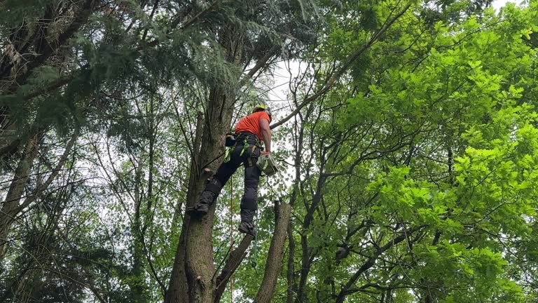 Best Emergency Tree Removal  in Wilmington, NC
