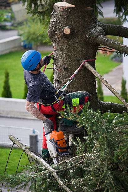 Best Commercial Tree Services  in Wilmington, NC