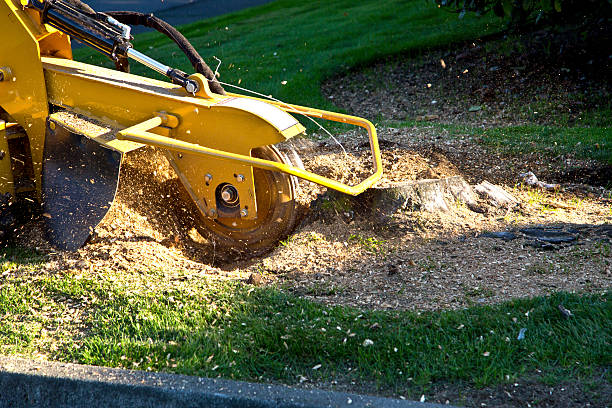 Lawn Grading and Leveling in Wilmington, NC