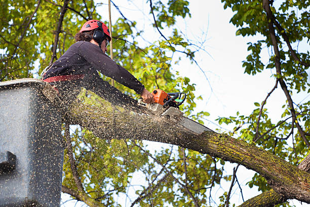 Best Tree Preservation Services  in Wilmington, NC